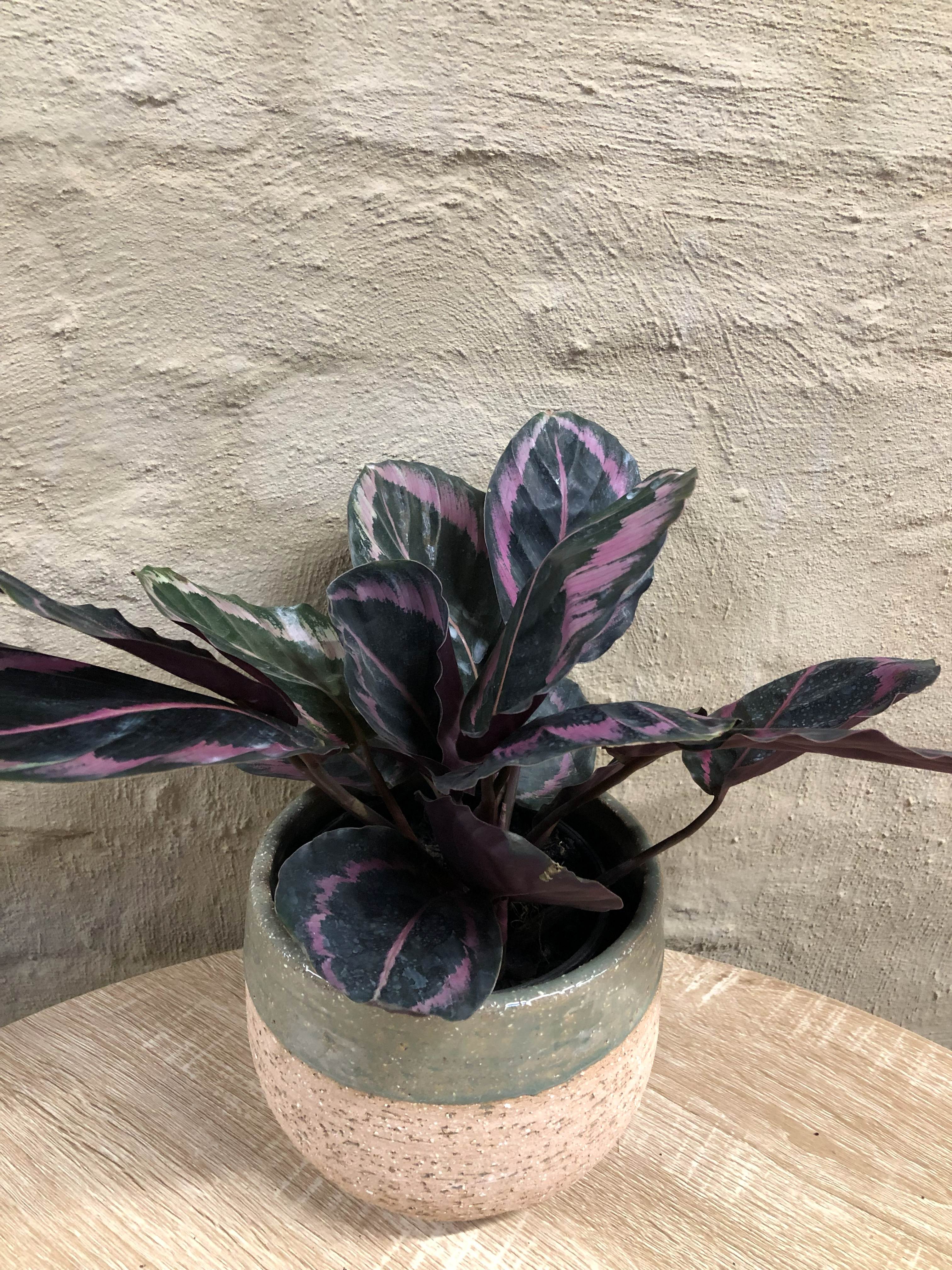 CALATHEA ROSA PICTA