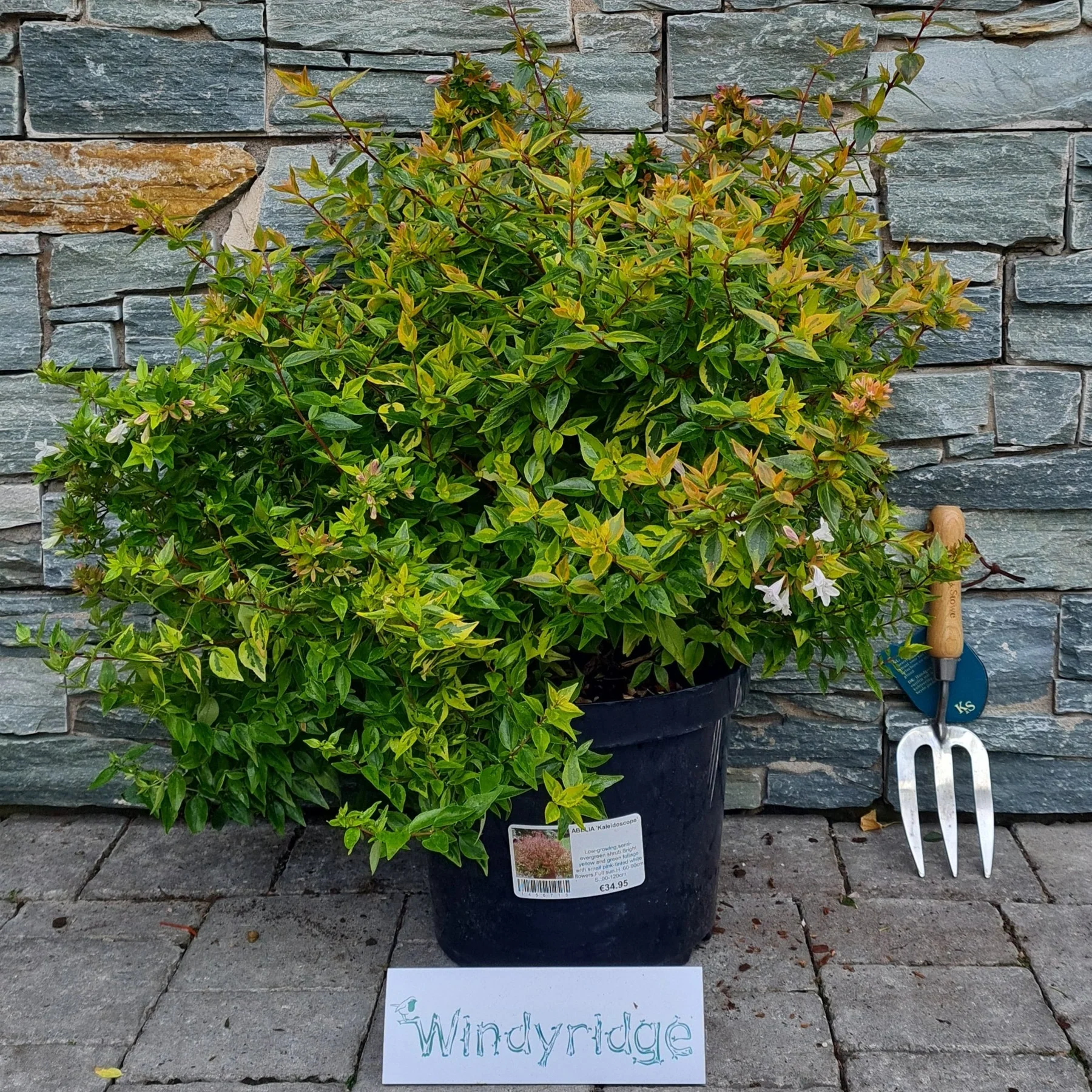 ABELIA GRAN. "KALEIDOSCOPE"