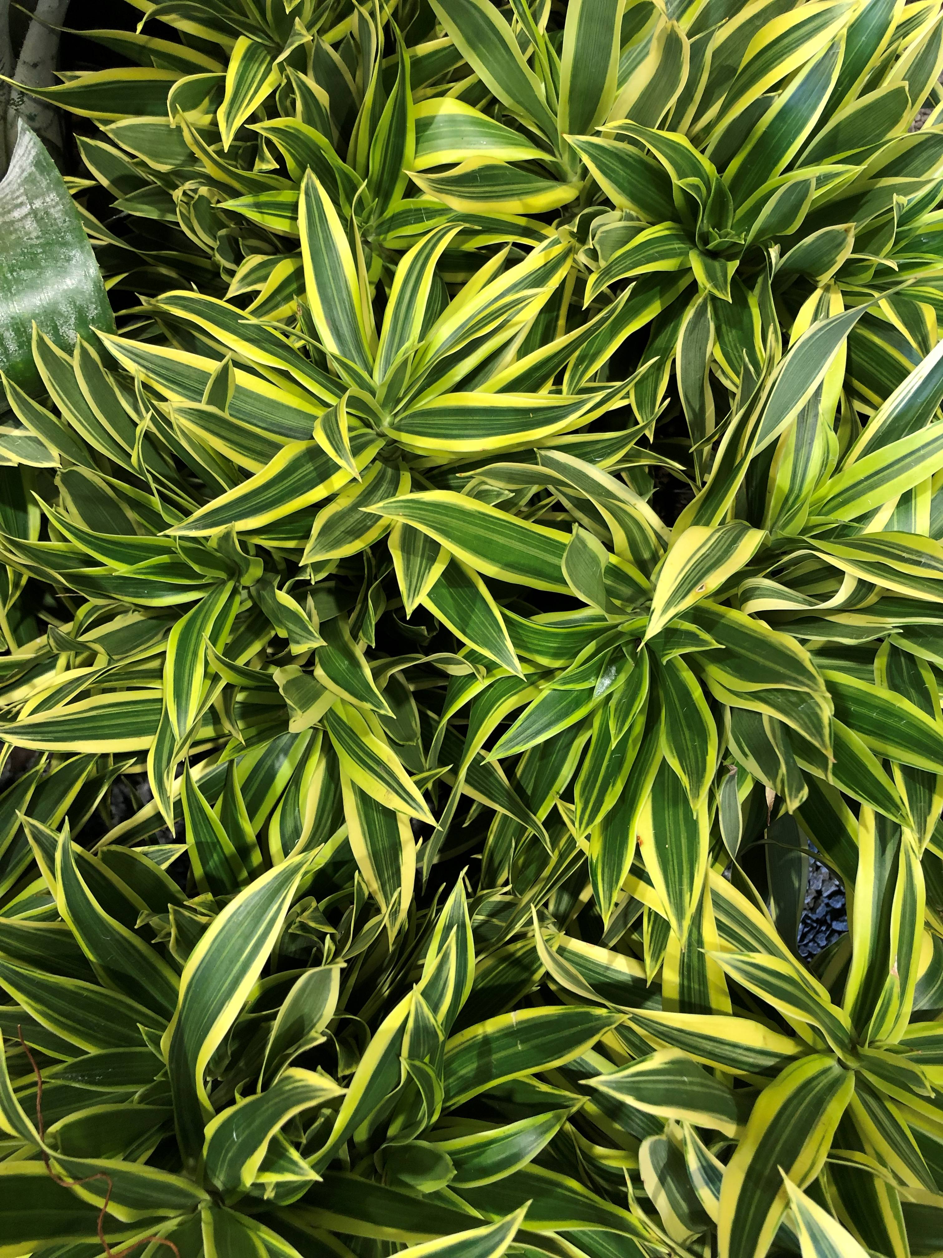 DRACAENA "SONG OF INDIA"