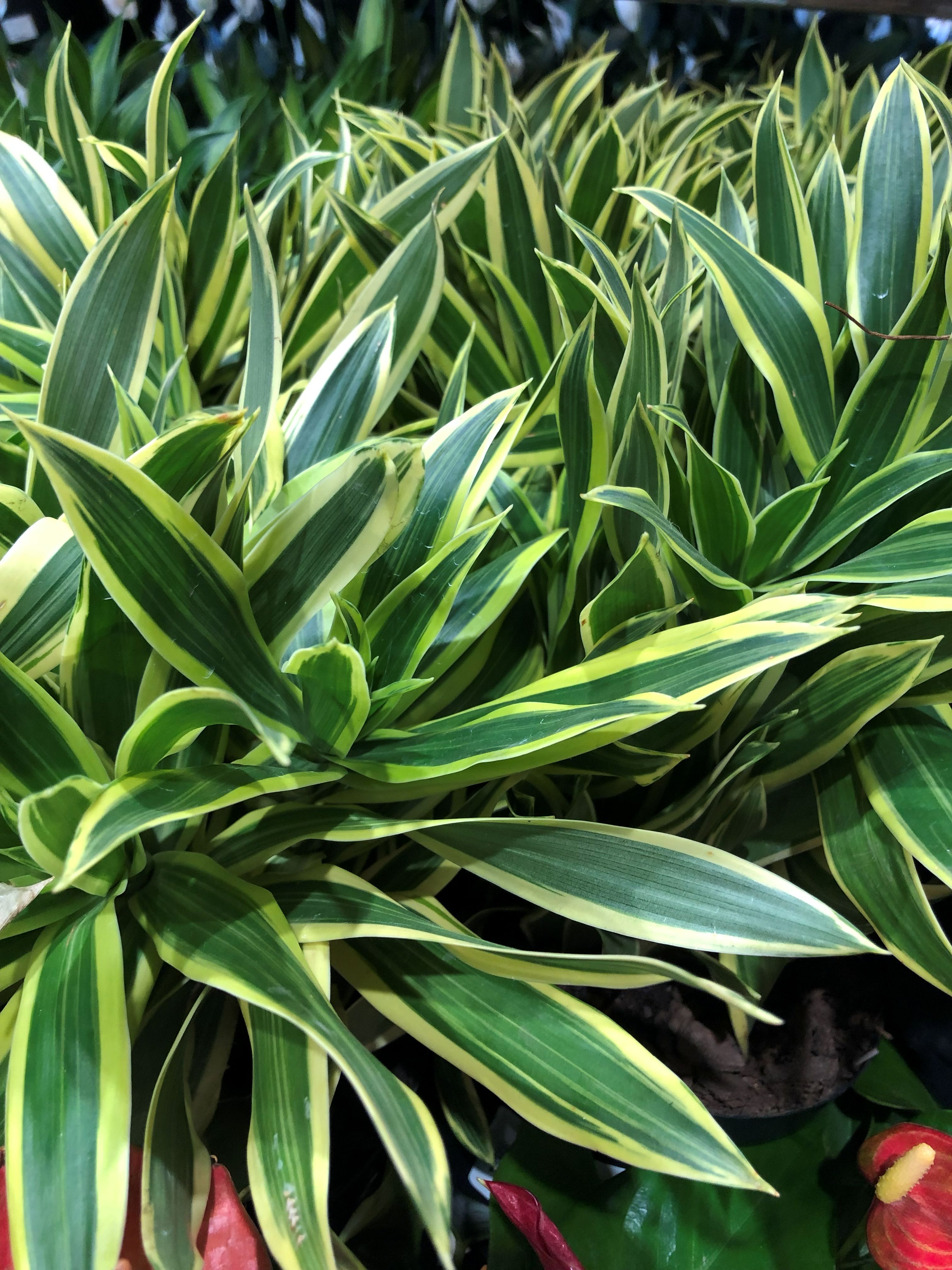 DRACAENA "SONG OF INDIA"