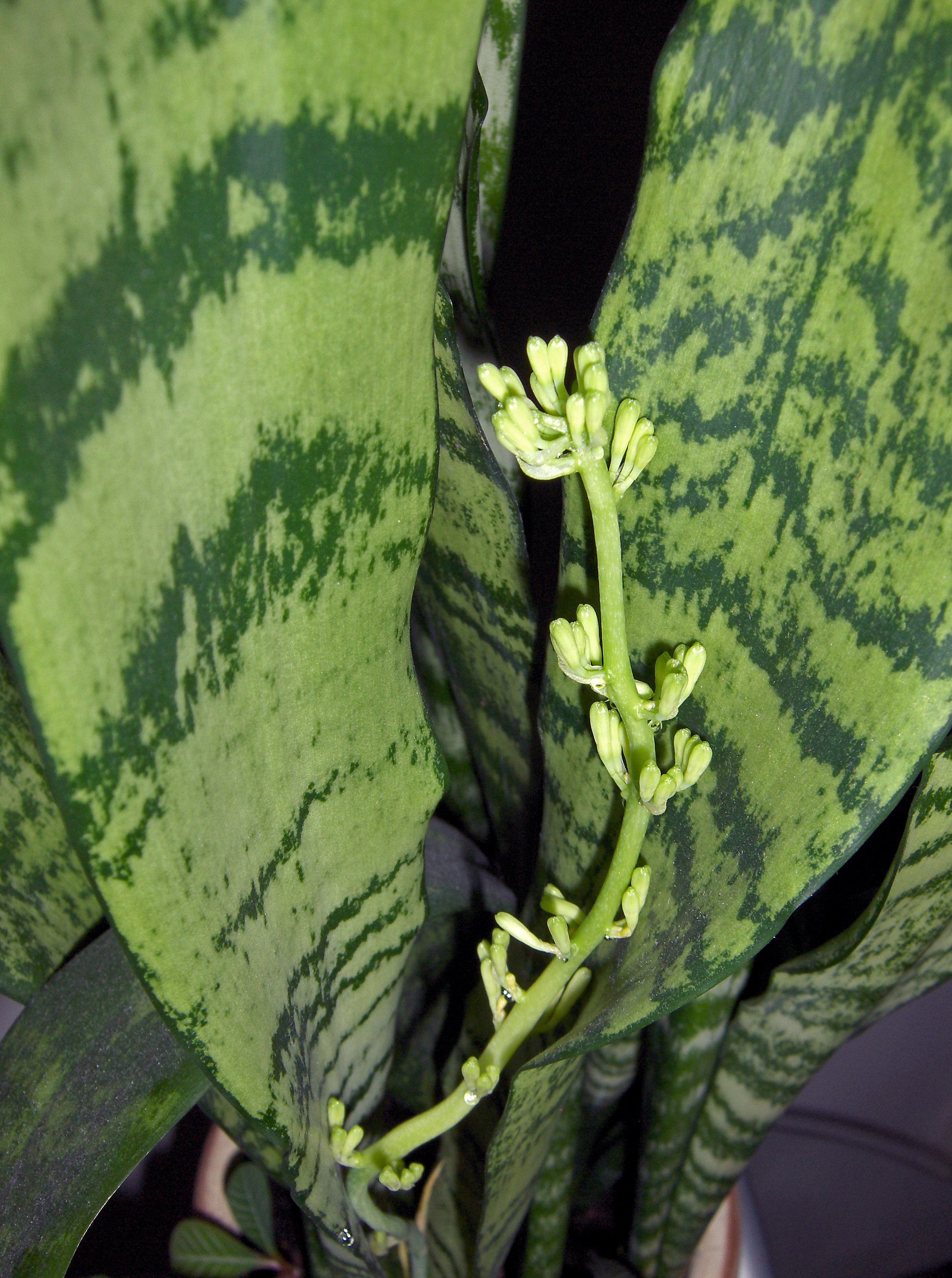 SANSEVIERIA TRIFASCIATA