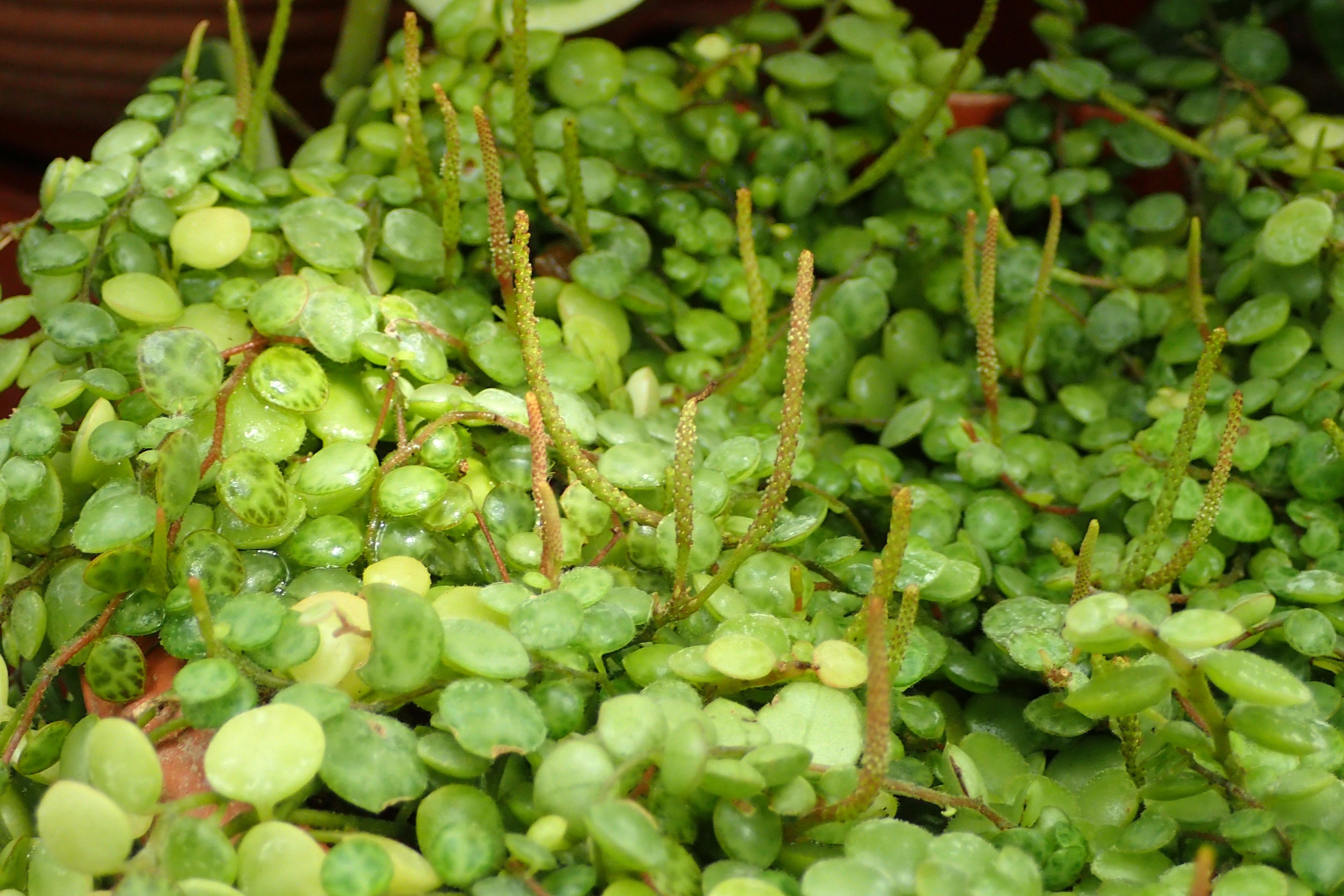 PEPEROMIA PROSTRATA