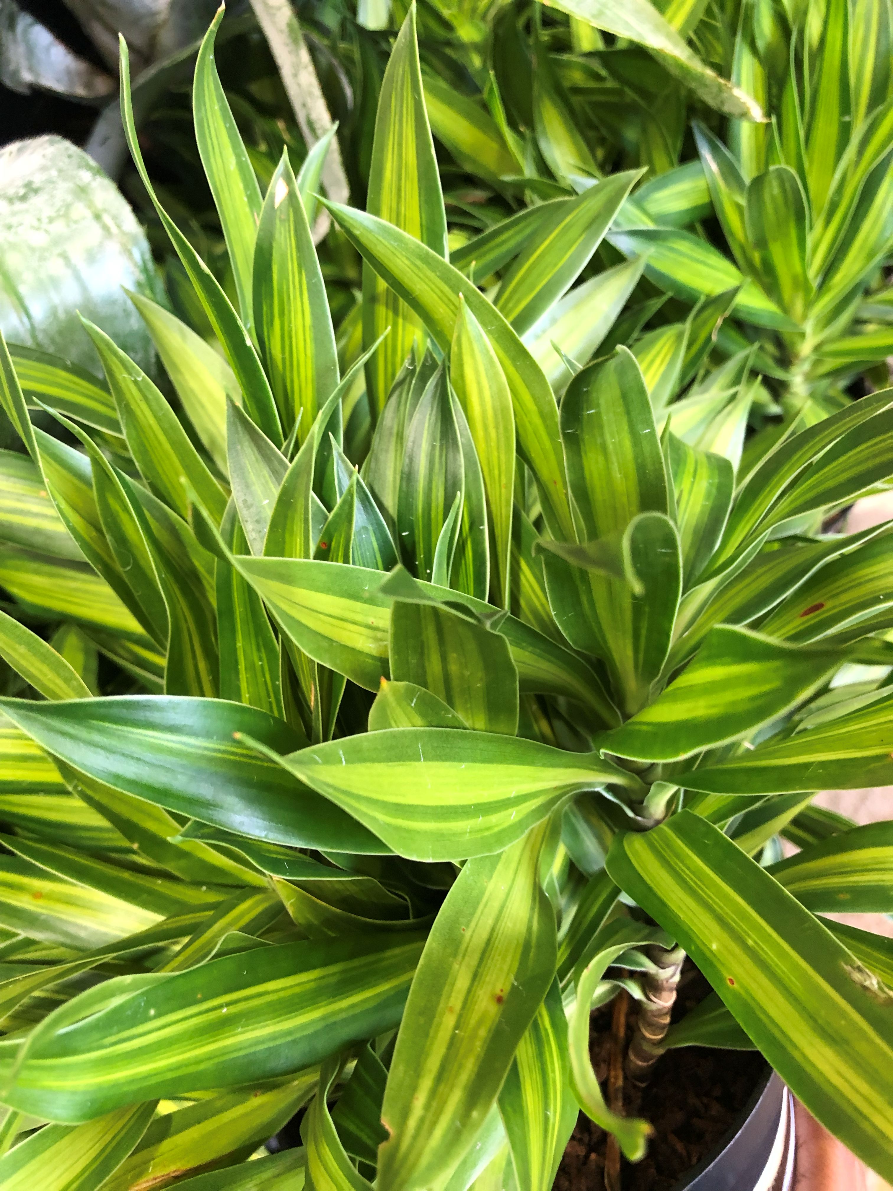 DRACAENA "SONG OF JAMAICA"