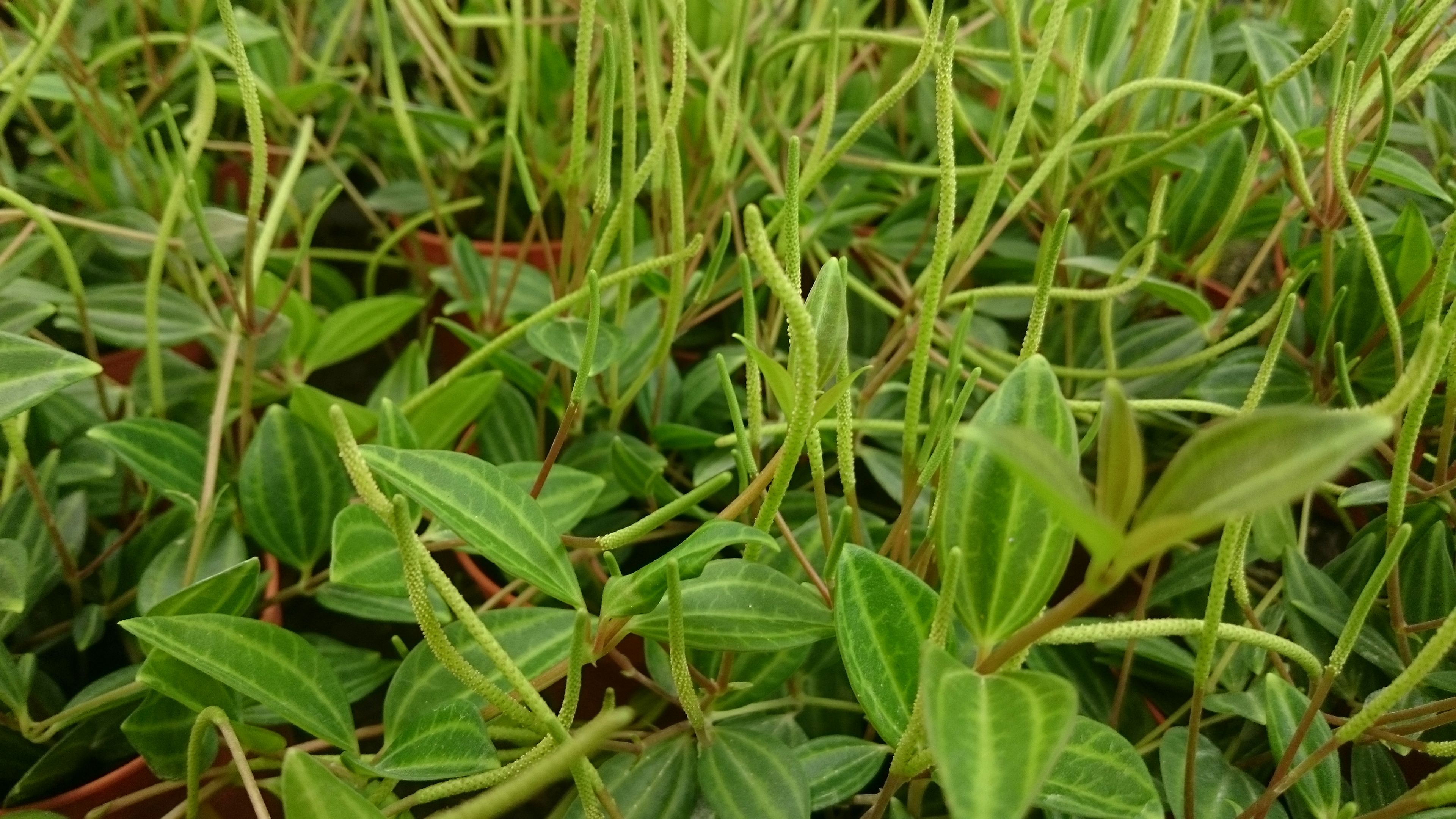 PEPEROMIA ANGULATA