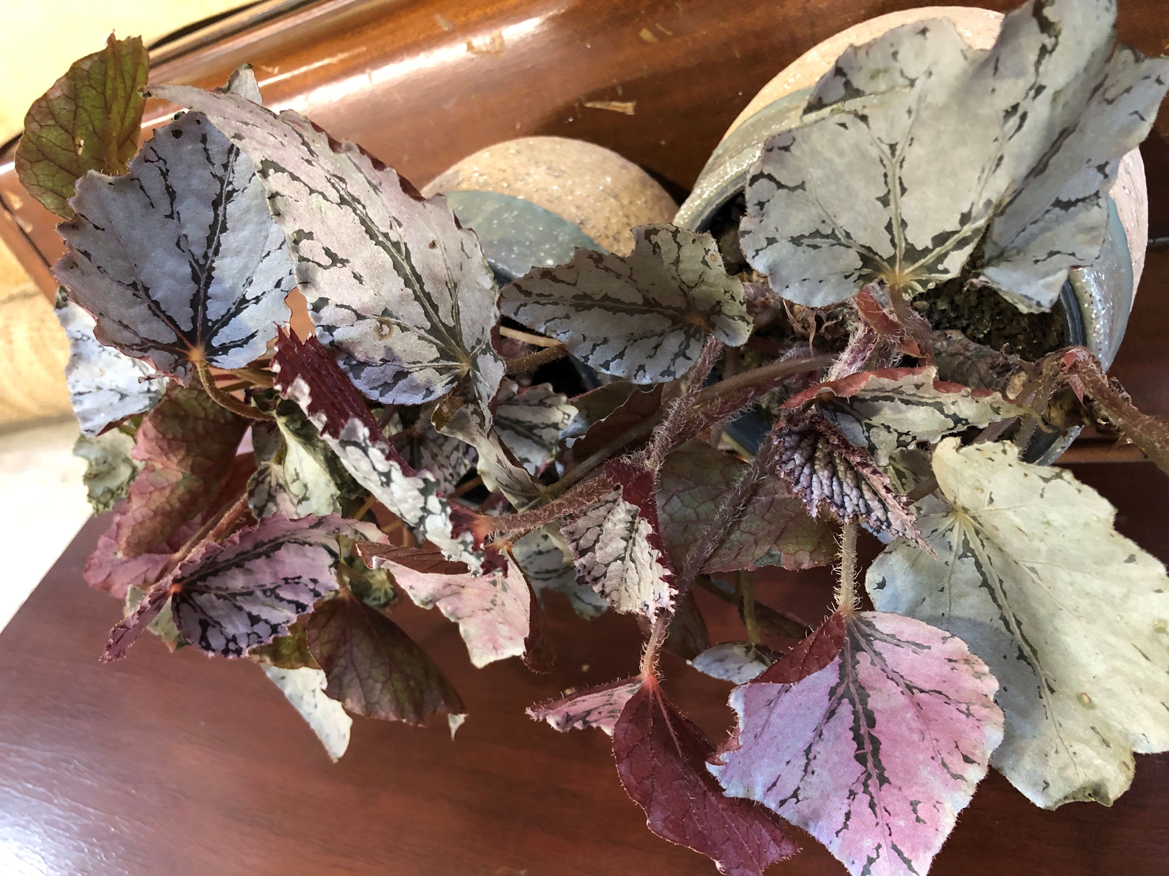 BEGONIA REX "SILVER SPLASH"