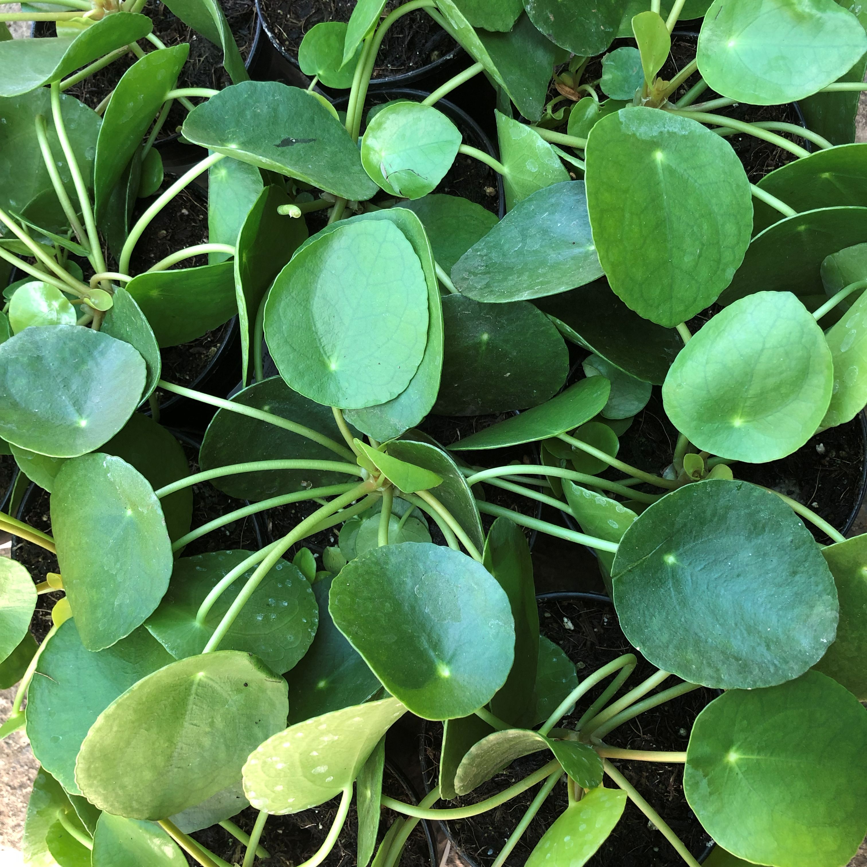 PILEA PEPEROMIOIDES