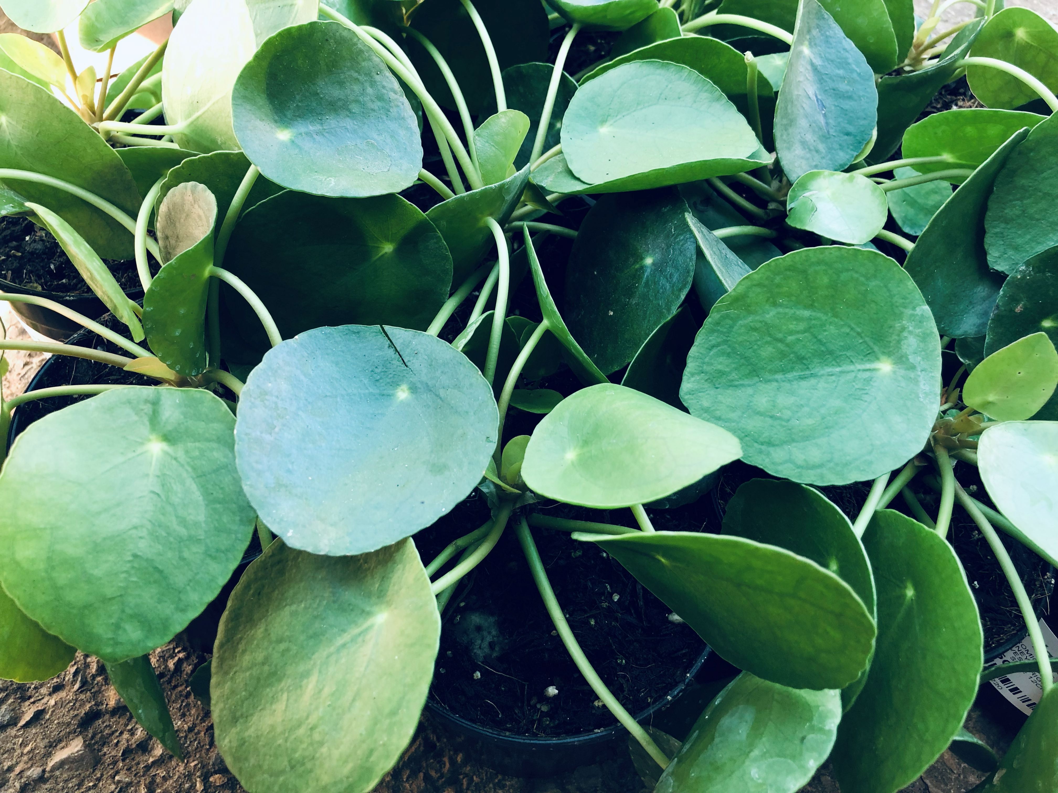PILEA PEPEROMIOIDES
