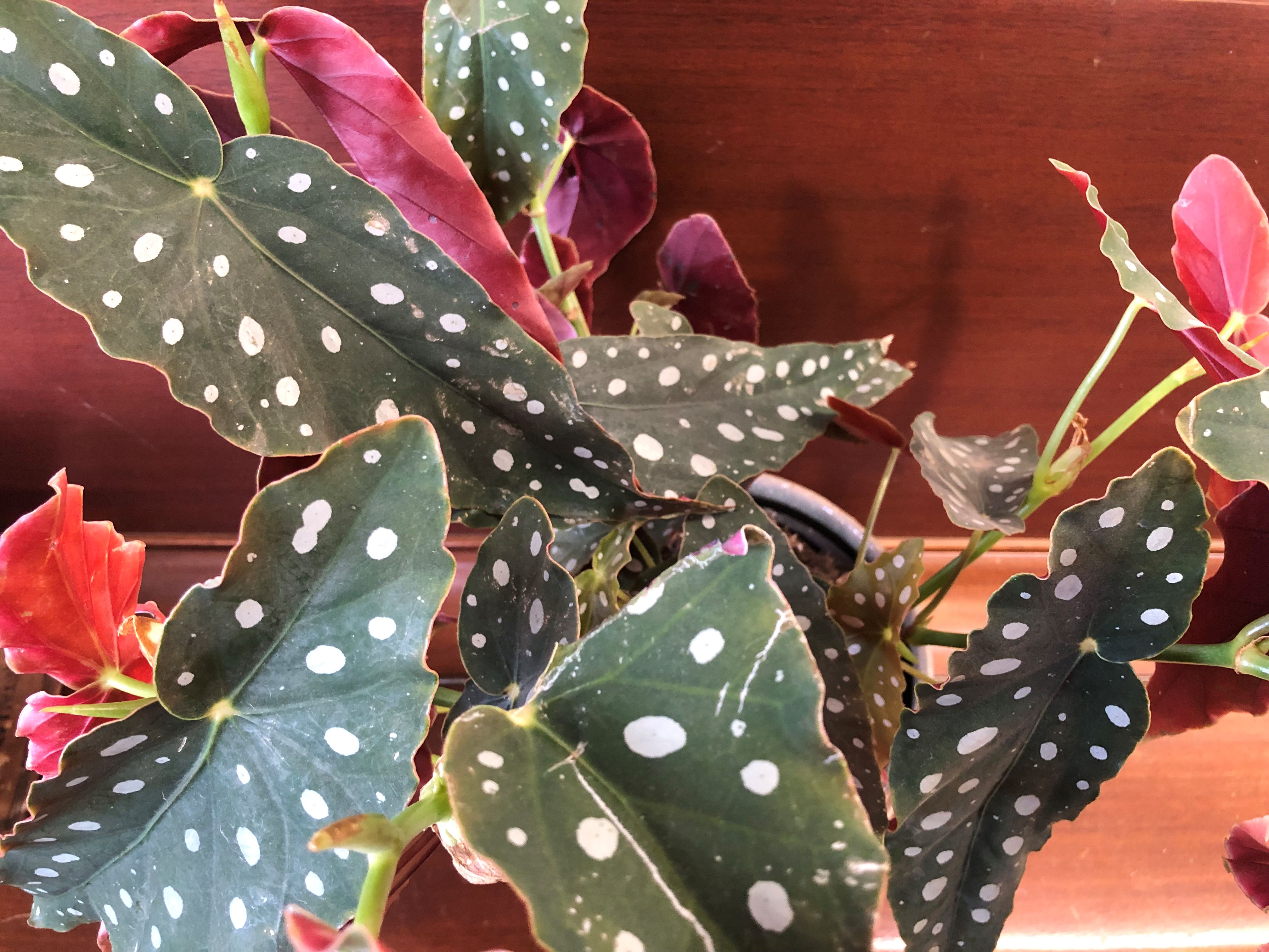 BEGONIA MACULATA "POLKA DOT"