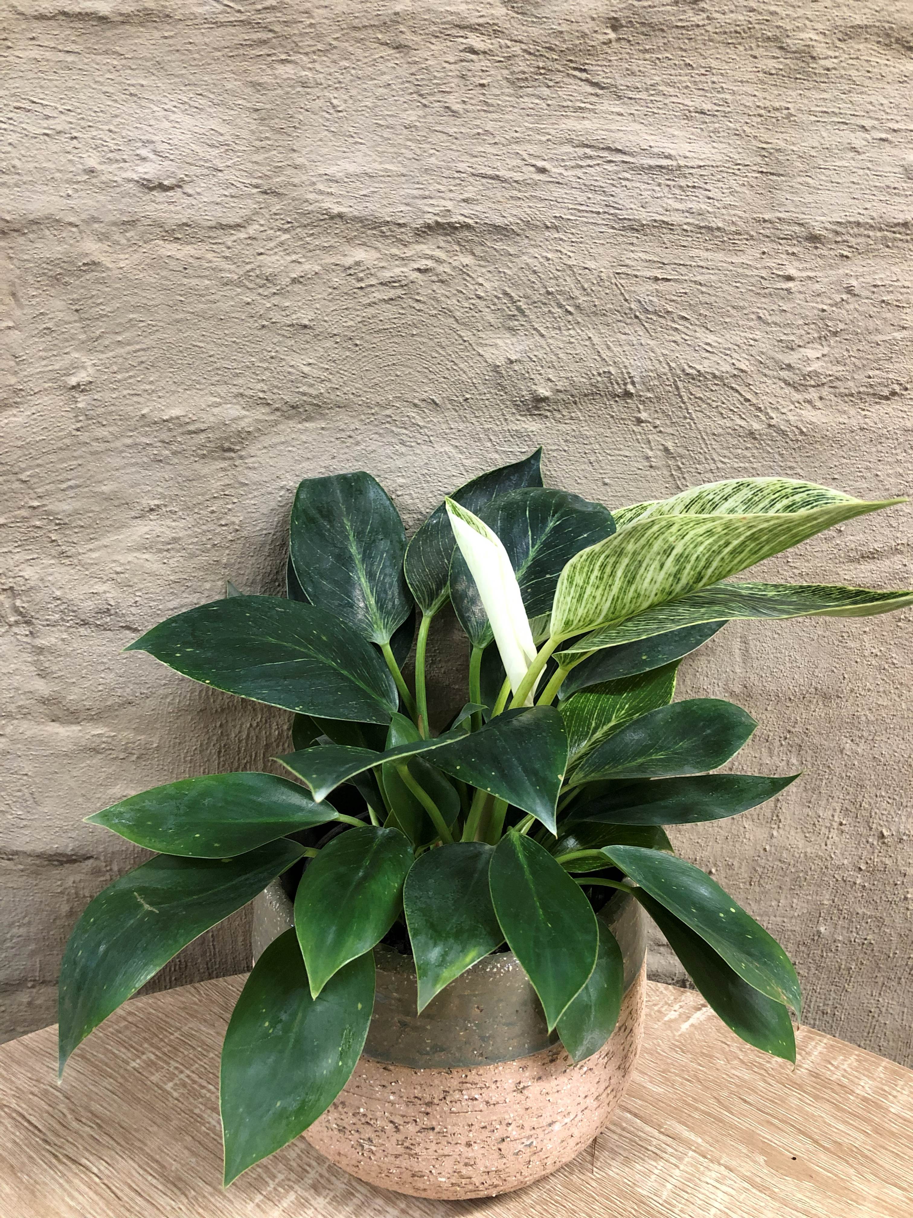 PHILODENDRON "BIRKIN"