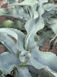 AGAVE GYPSOPHILA