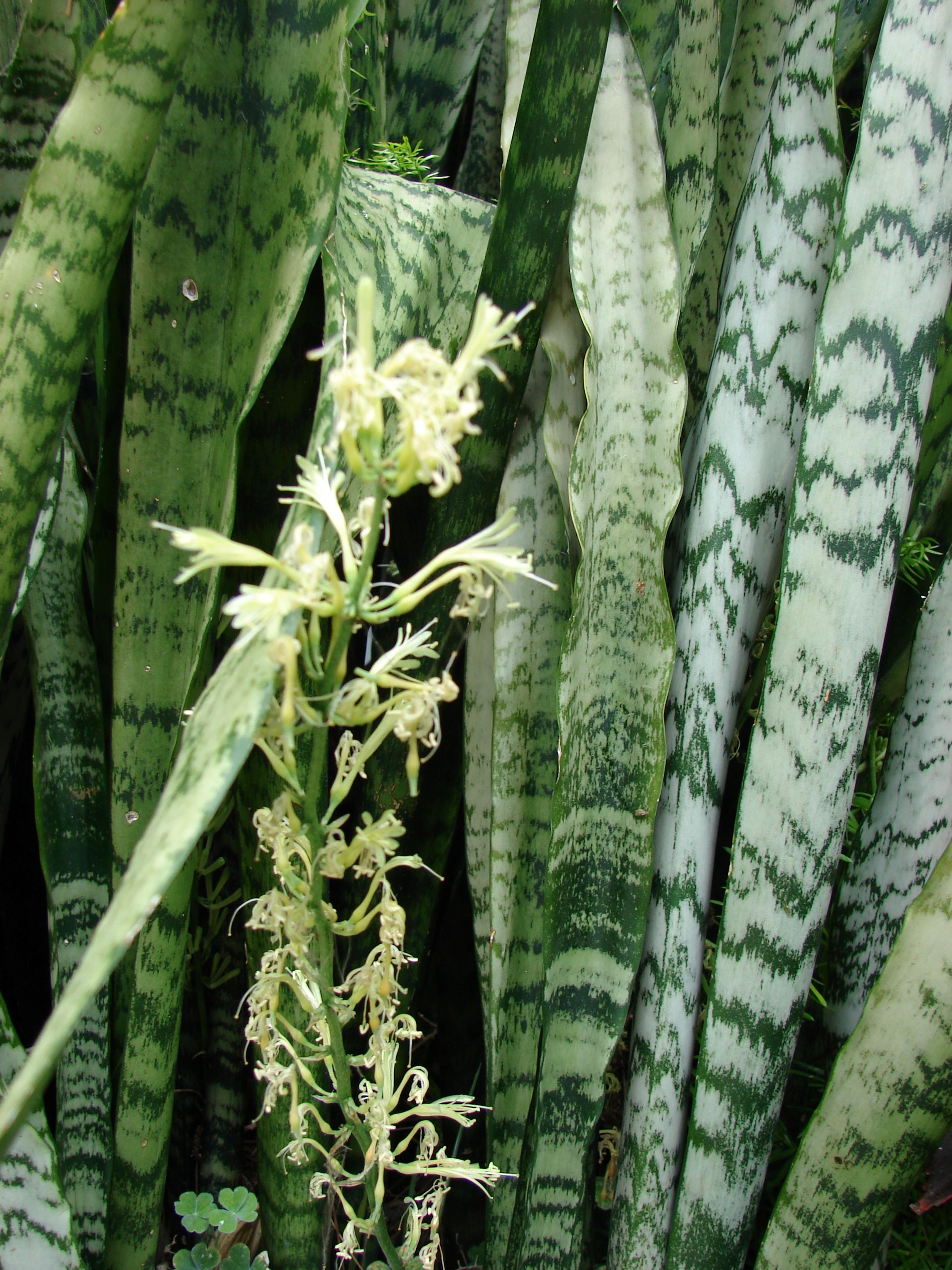 SANSEVIERIA TRIFASCIATA