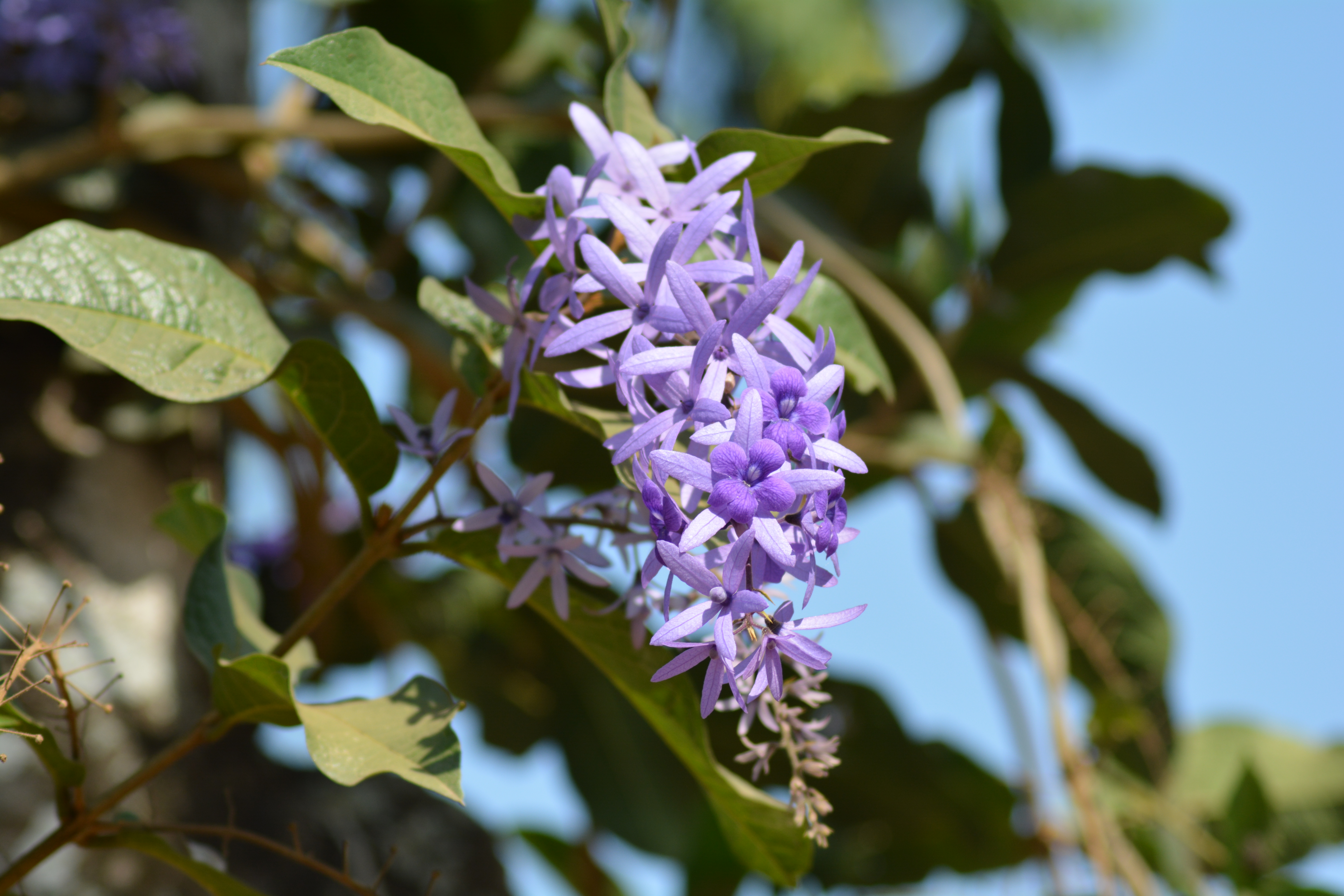 PETREA VOLUBILIS PURPLE