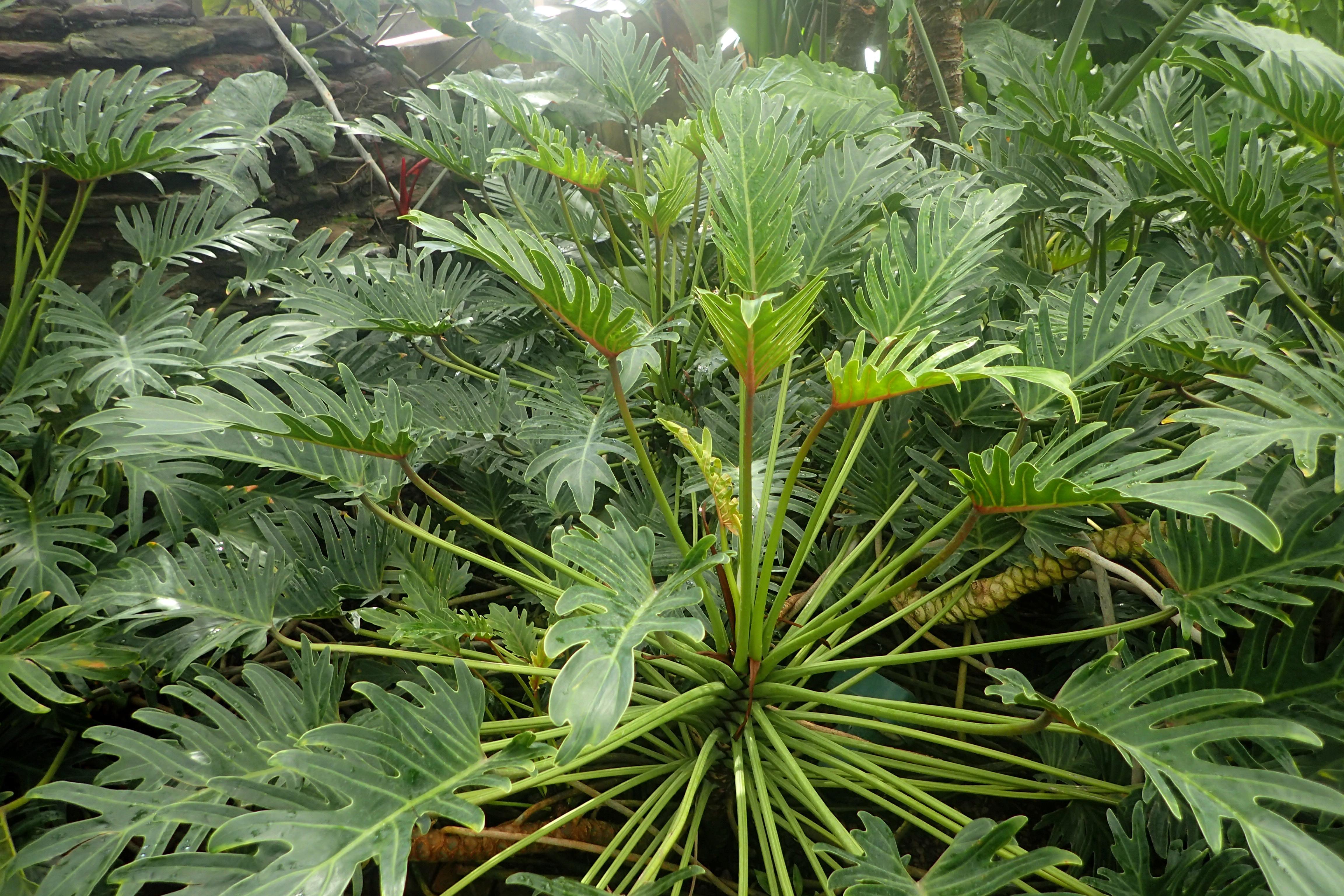 PHILODENDRON XANADU