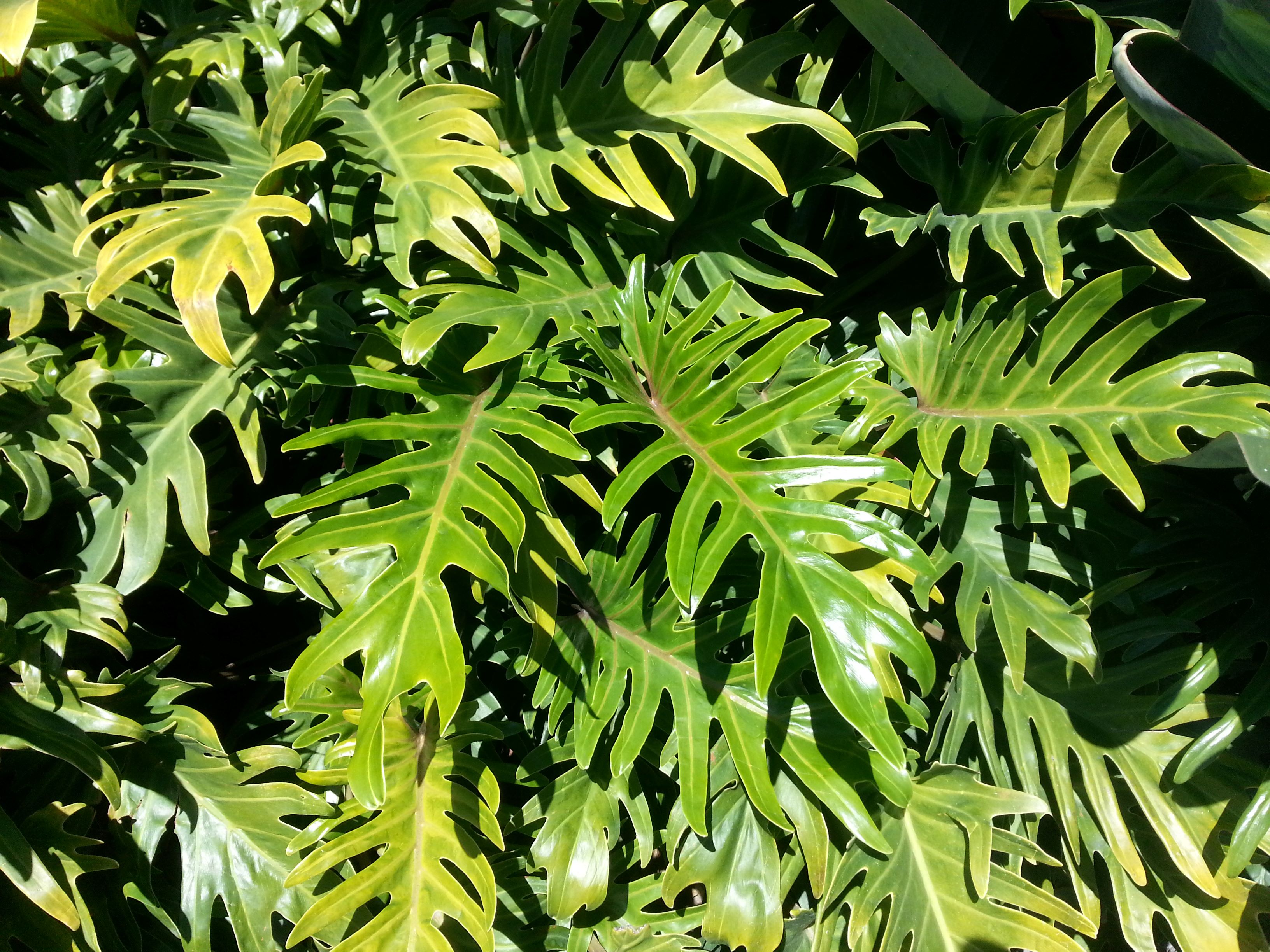 PHILODENDRON XANADU