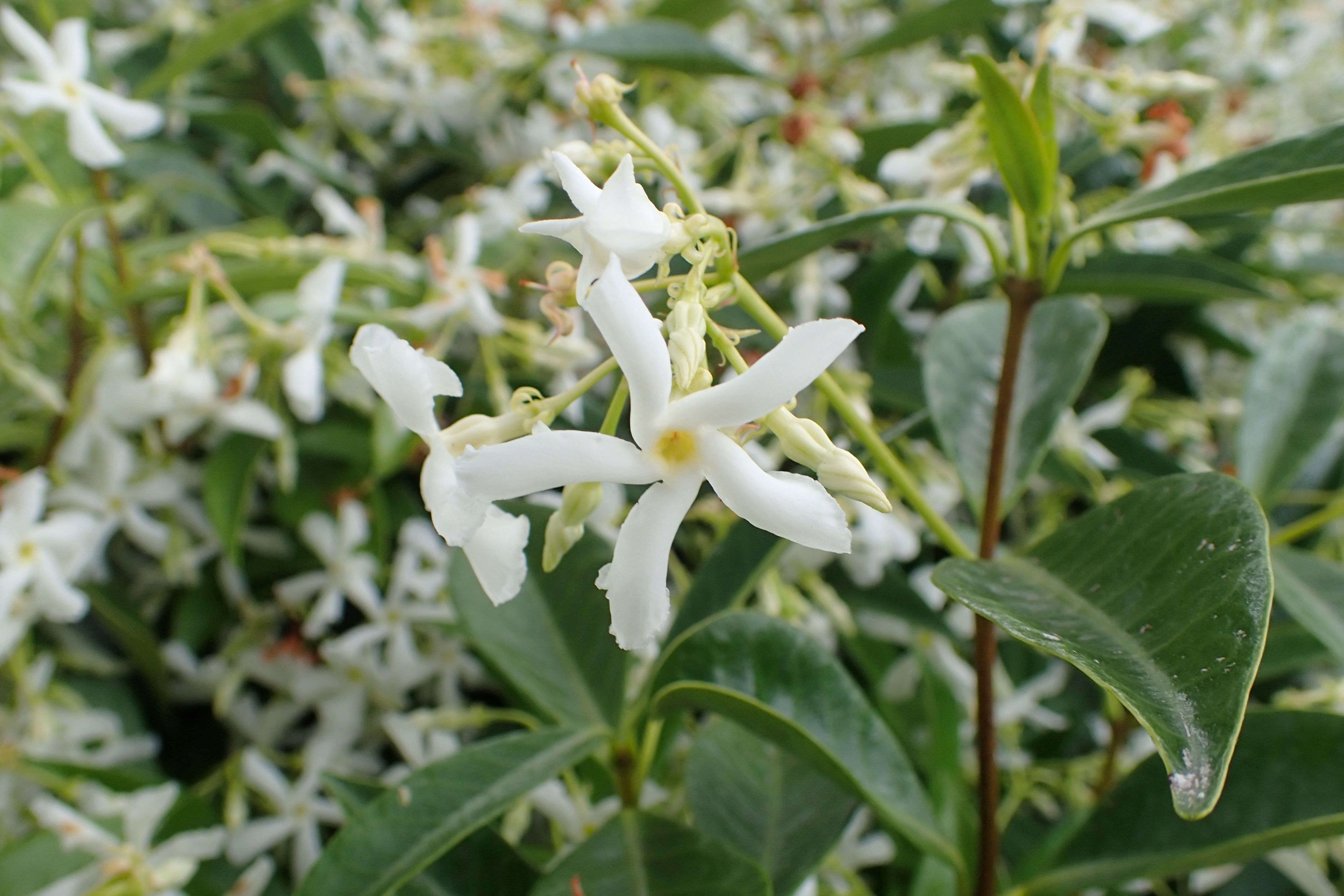 TRACHELOSPERMUM JASMINOIDES