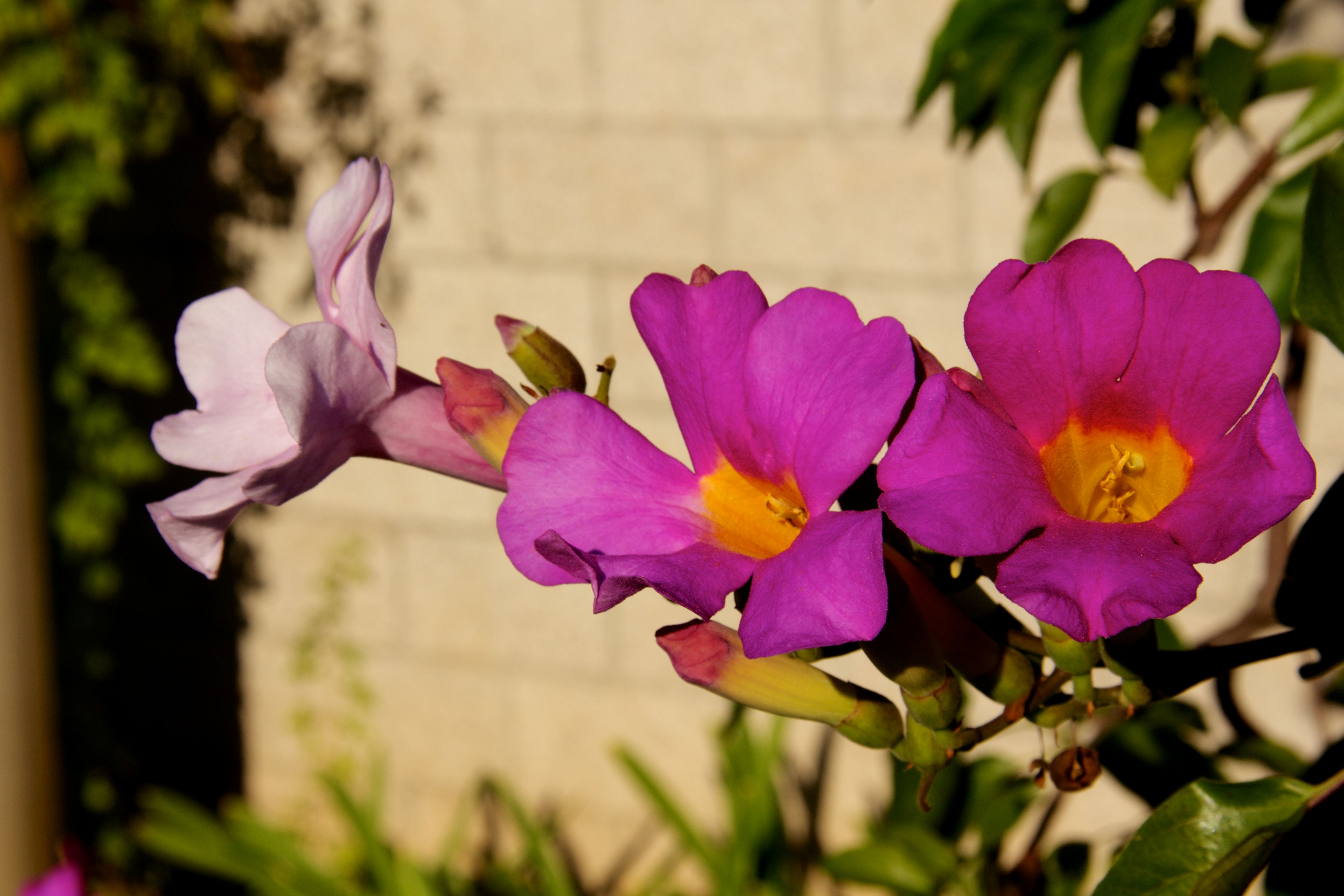 DISTICTUS "MRS RIVERS"