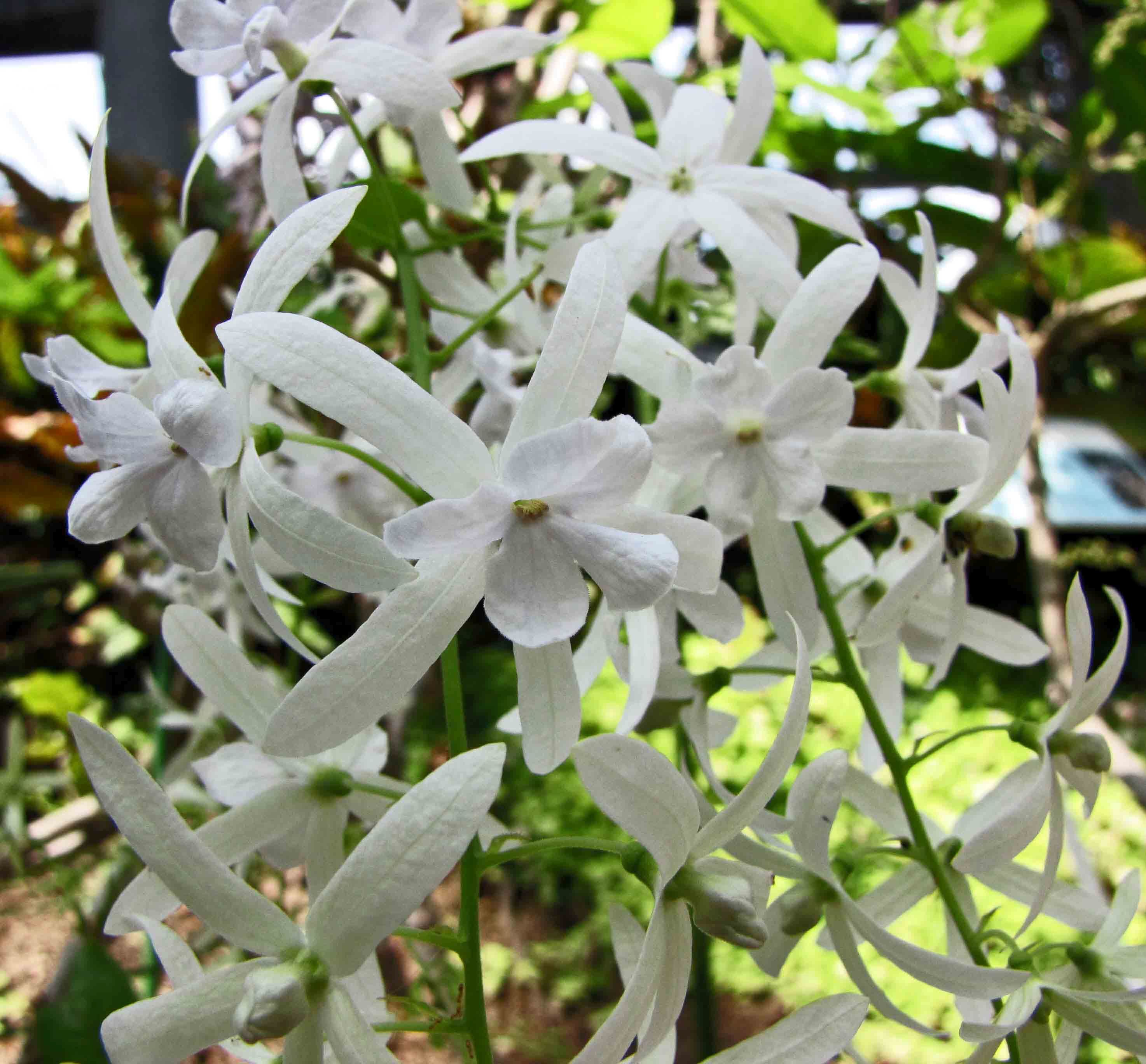 PETREA VOLUBALIS ALBA