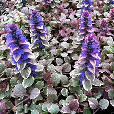 AJUGA "BURGUNDY GLOW"