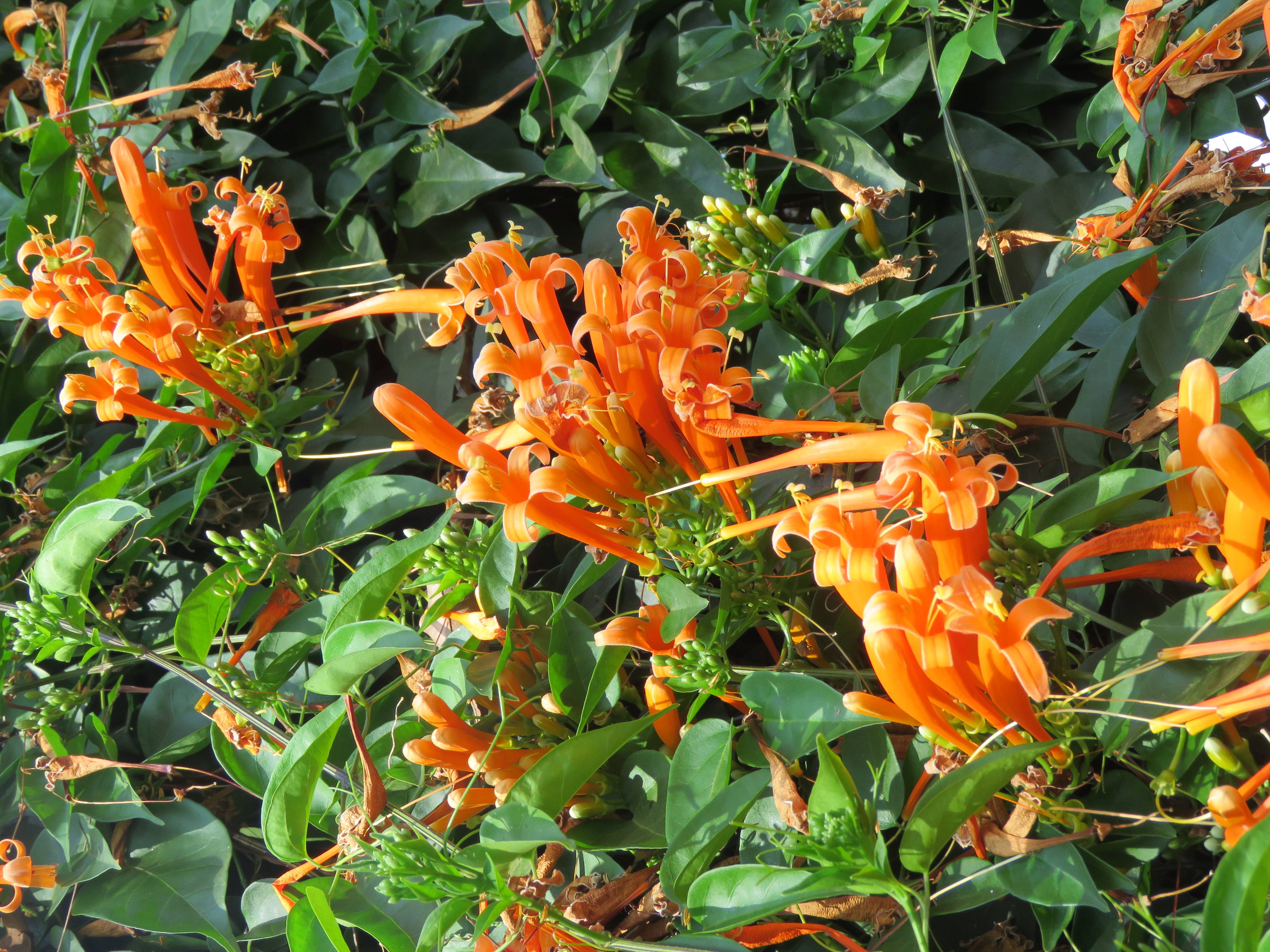 PYROSTEGIA VENUSTRA (IGNEA)
