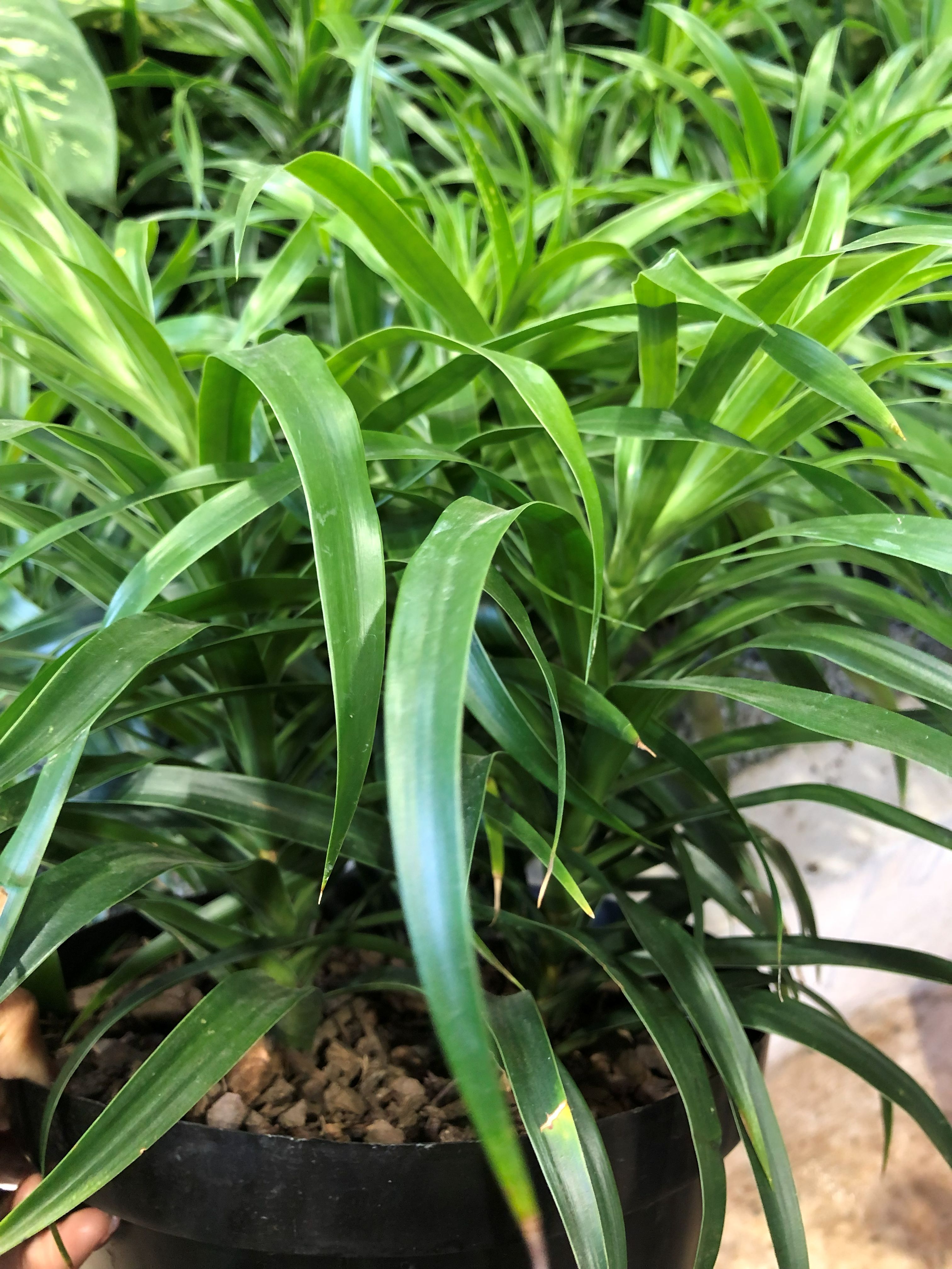DRACAENA REFLEXA