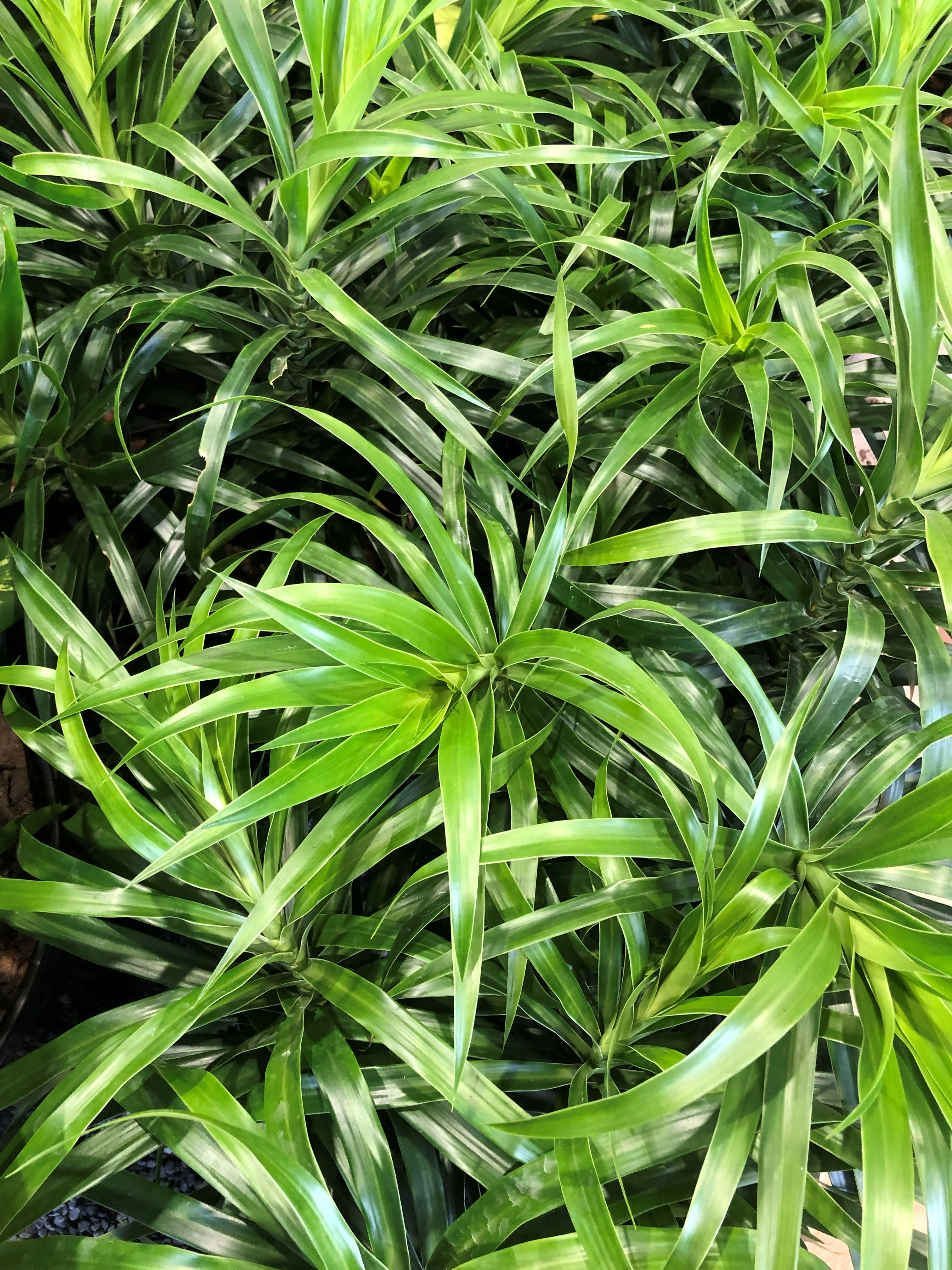 DRACAENA REFLEXA