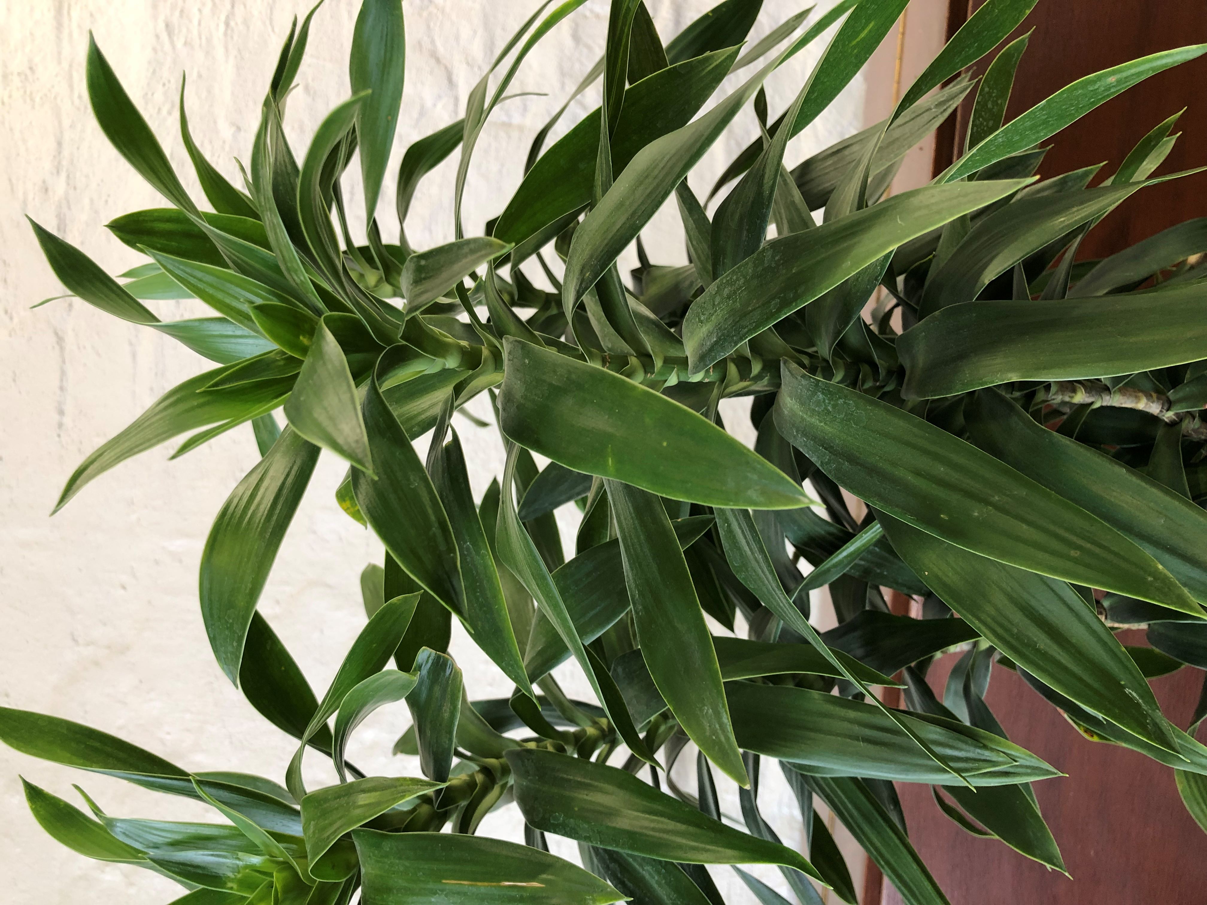 DRACAENA REFLEXA
