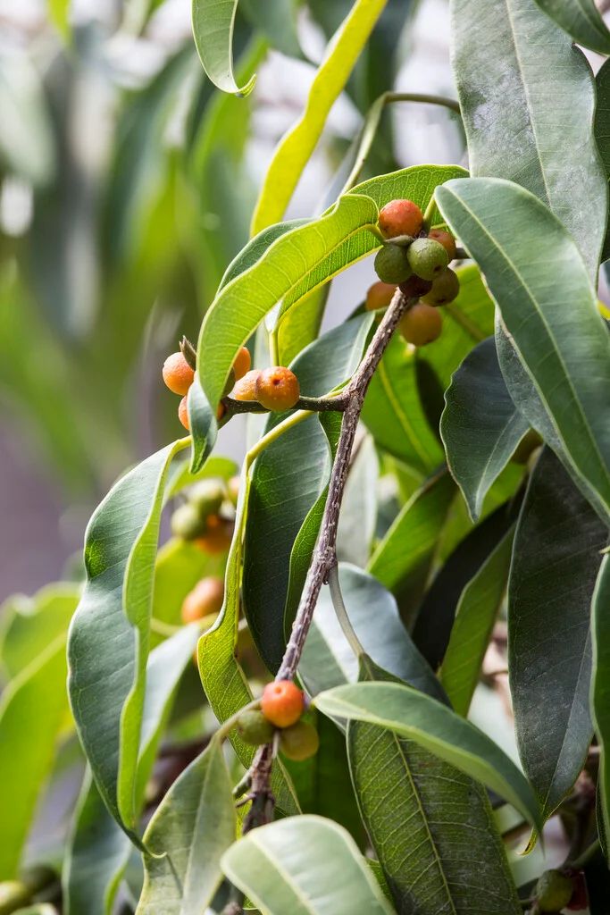 FICUS BINNENDIJKII