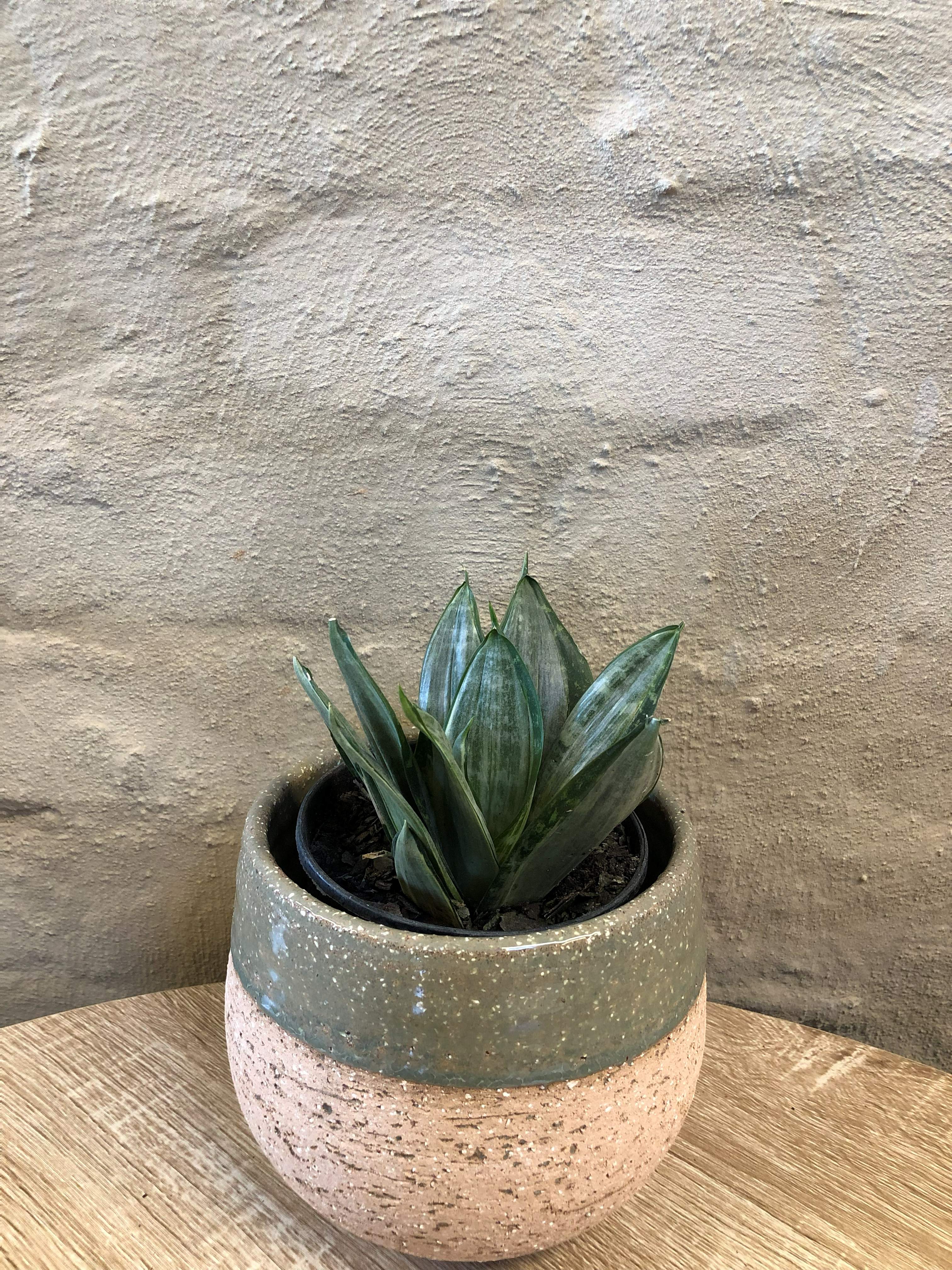 SANSEVERIA TRI. "STREAKER HAHN