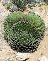 AGAVE VICTORIA  (VERY RARE)