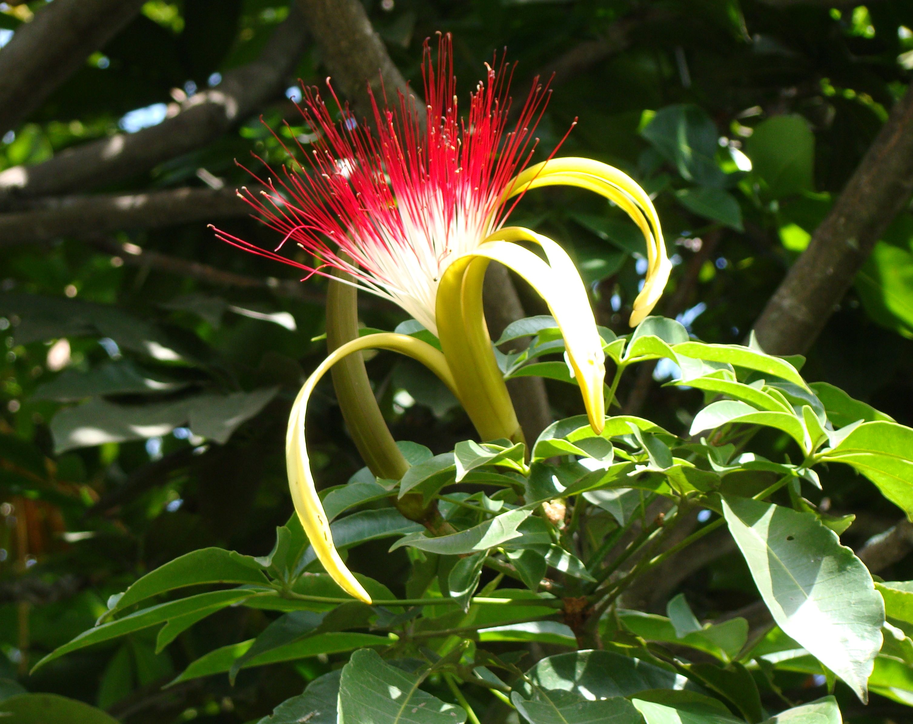 PACHIRA - MALABAR CHESTNUT