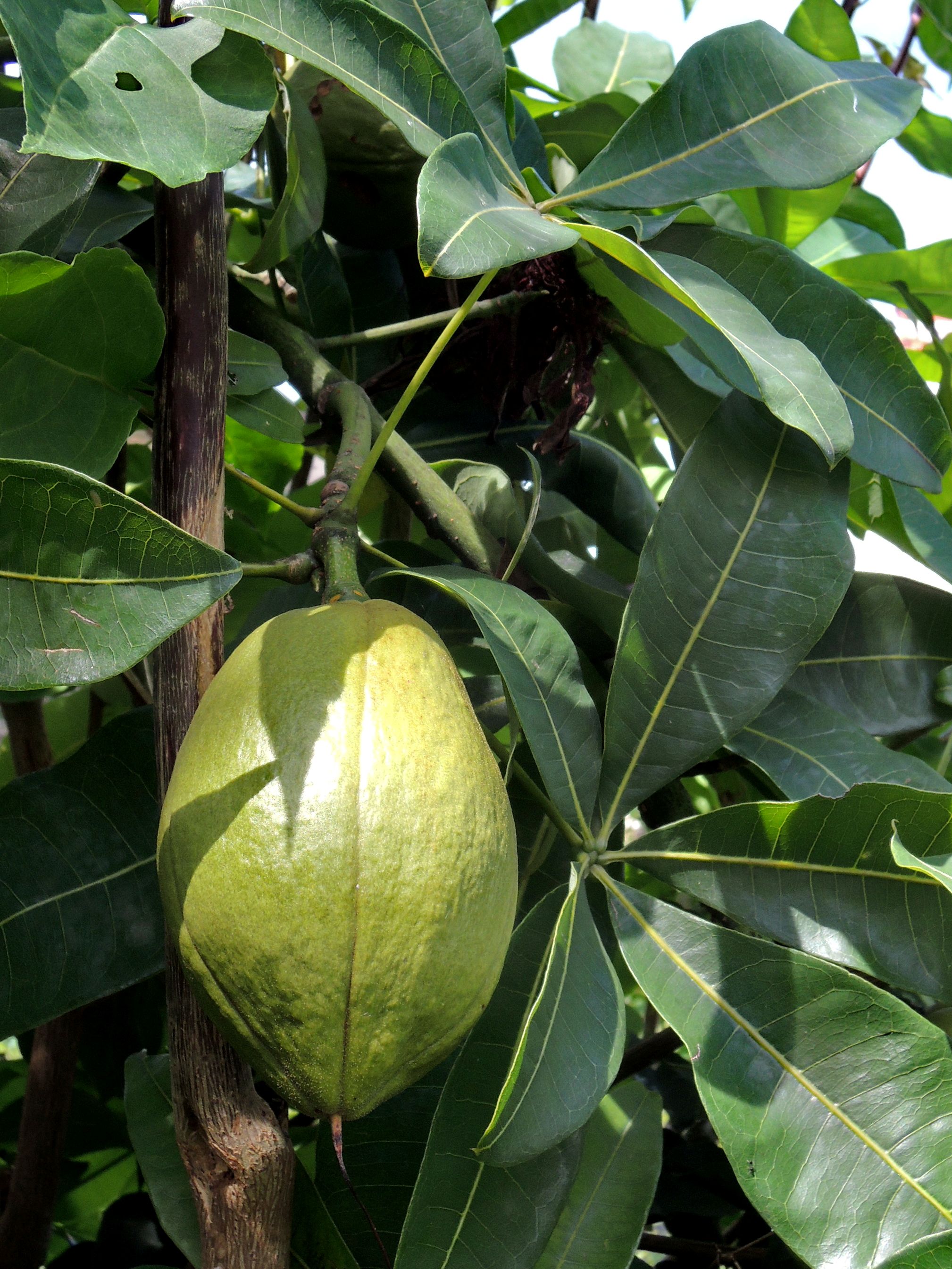 PACHIRA - MALABAR CHESTNUT