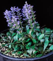 AJUGA "CHOCLATE CHIP"